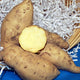 SESE Sweet Potato Festival Pre-Orders